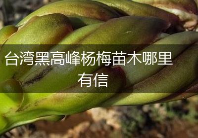 台湾黑高峰杨梅苗木哪里有信