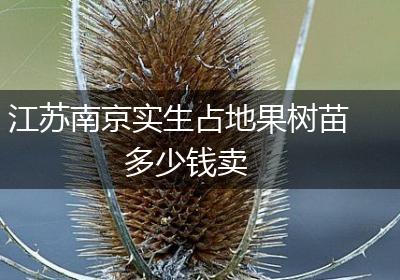 江苏南京实生占地果树苗多少钱卖