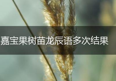 嘉宝果树苗龙辰语多次结果