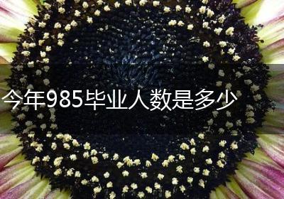 今年985毕业人数是多少