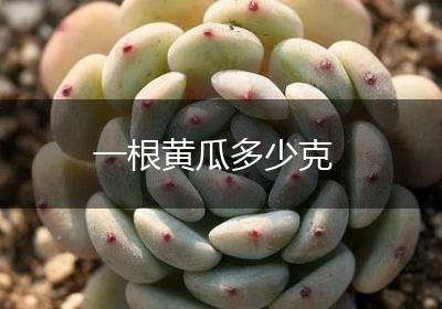 一根黄瓜多少克