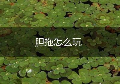 胆拖怎么玩