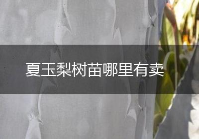 夏玉梨树苗哪里有卖