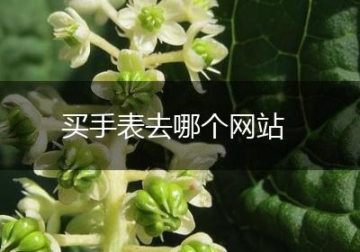 买手表去哪个网站
