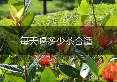 每天喝多少茶合适