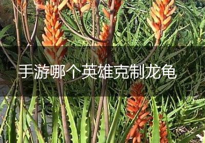 手游哪个英雄克制龙龟
