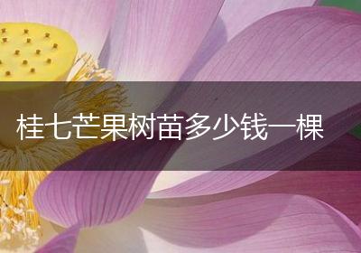 桂七芒果树苗多少钱一棵