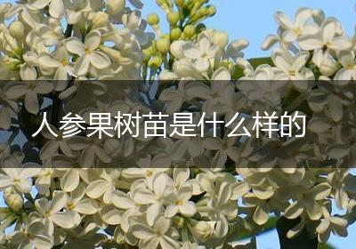 人参果树苗是什么样的