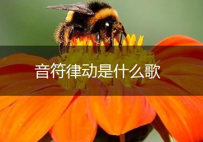音符律动是什么歌