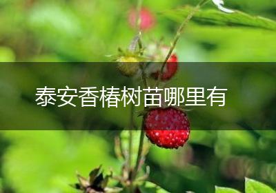 泰安香椿树苗哪里有