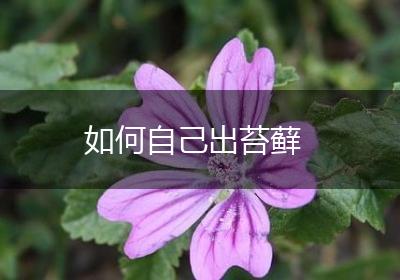如何自己出苔藓