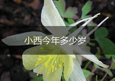小西今年多少岁