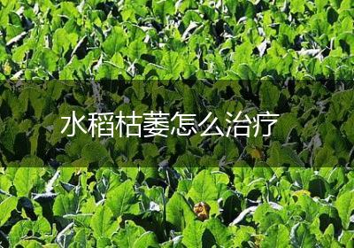 水稻枯萎怎么治疗