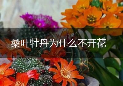 桑叶牡丹为什么不开花