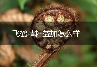 飞鹤精粹益加怎么样
