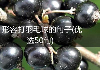 形容打羽毛球的句子(优选50句)