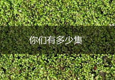 你们有多少集