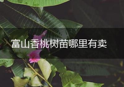 富山香桃树苗哪里有卖