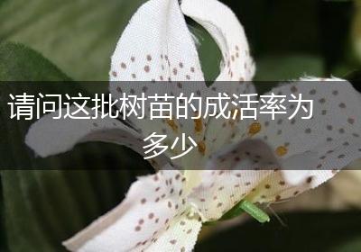请问这批树苗的成活率为多少