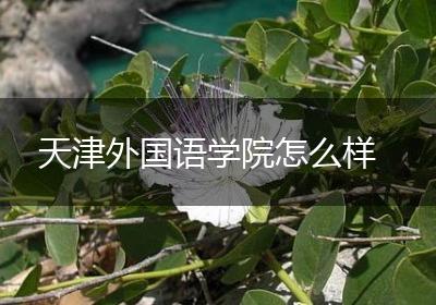 天津外国语学院怎么样