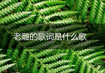 老雕的歌词是什么歌