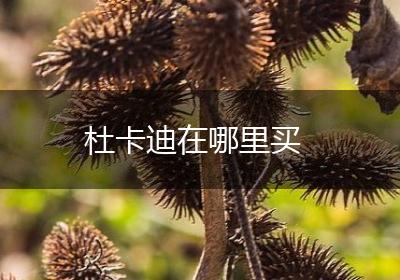 杜卡迪在哪里买