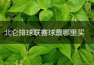 北仑排球联赛球票哪里买