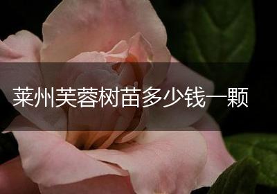 莱州芙蓉树苗多少钱一颗