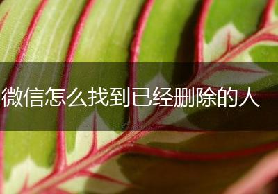微信怎么找到已经删除的人