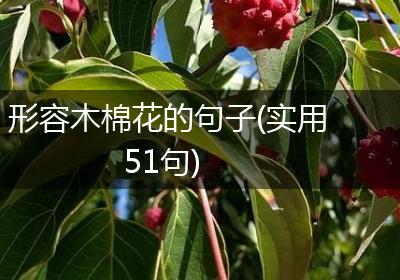 形容木棉花的句子(实用51句)