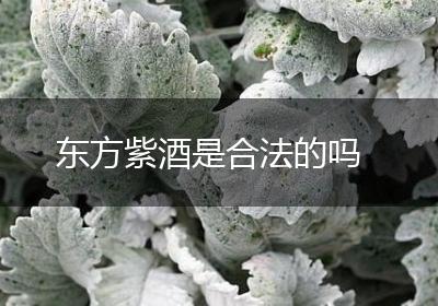 东方紫酒是合法的吗