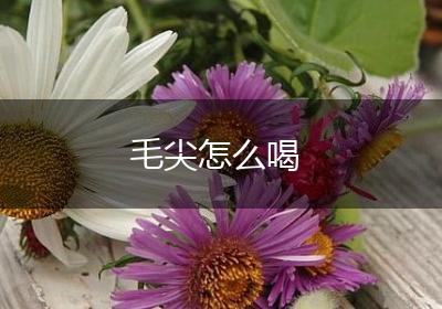 毛尖怎么喝