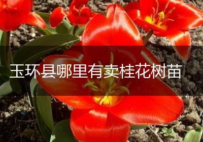 玉环县哪里有卖桂花树苗