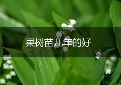 果树苗几年的好