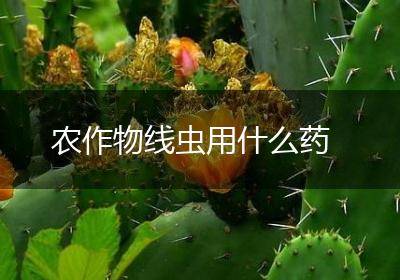 农作物线虫用什么药