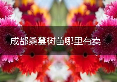 成都桑葚树苗哪里有卖