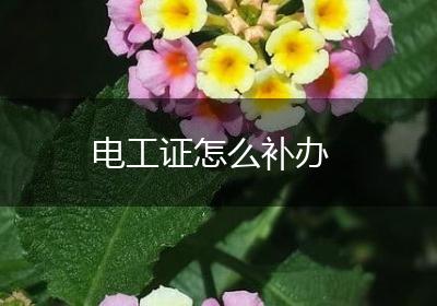电工证怎么补办