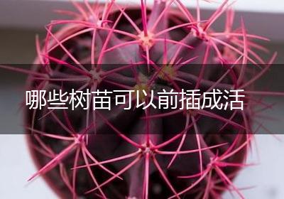 哪些树苗可以前插成活