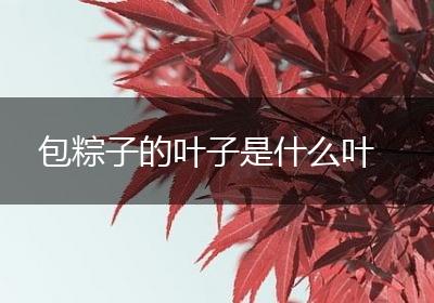 包粽子的叶子是什么叶