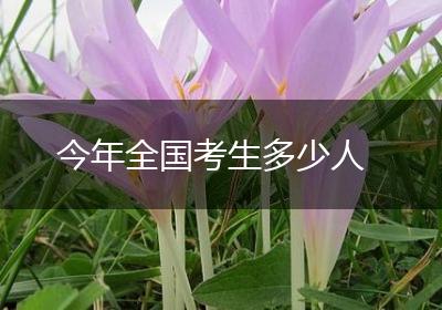 今年全国考生多少人