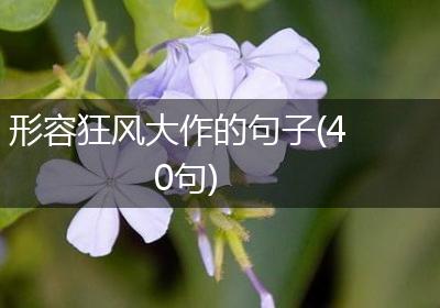 形容狂风大作的句子(40句)