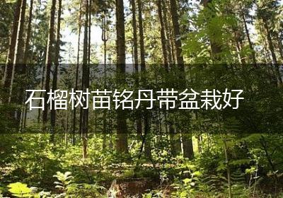 石榴树苗铭丹带盆栽好