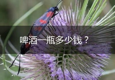 啤酒一瓶多少钱？