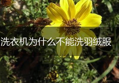 洗衣机为什么不能洗羽绒服