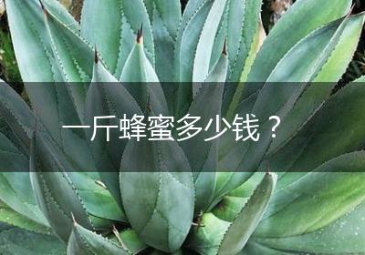 一斤蜂蜜多少钱？