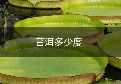 普洱多少度