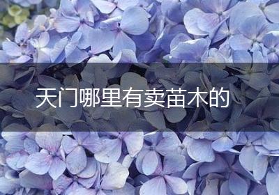 天门哪里有卖苗木的