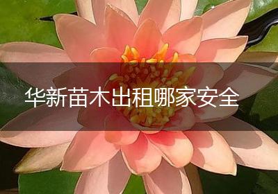 华新苗木出租哪家安全