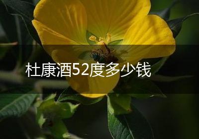 杜康酒52度多少钱
