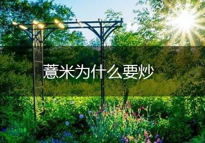 薏米为什么要炒